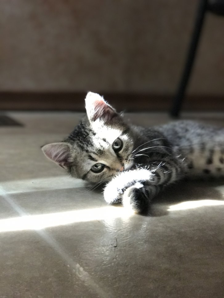 Picture of a cat / kitten / feline