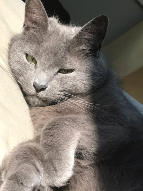 Picture of a cat / kitten / feline