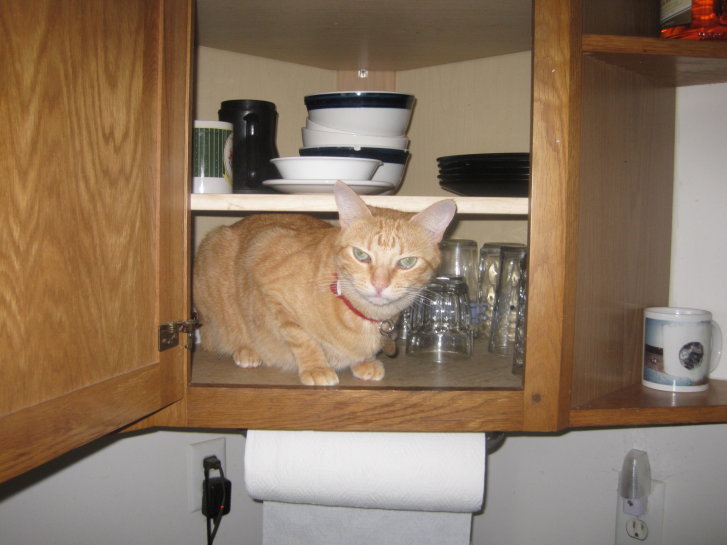 Picture of a cat / kitten / feline