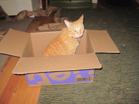 Picture of a cat / kitten / feline