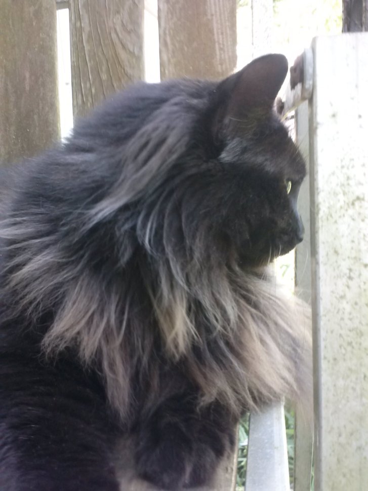 Picture of a cat / kitten / feline