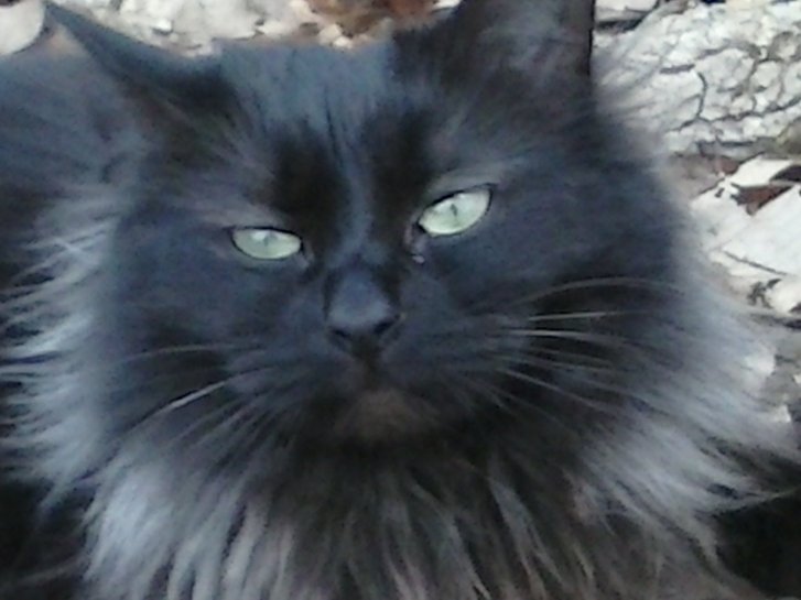 Picture of a cat / kitten / feline