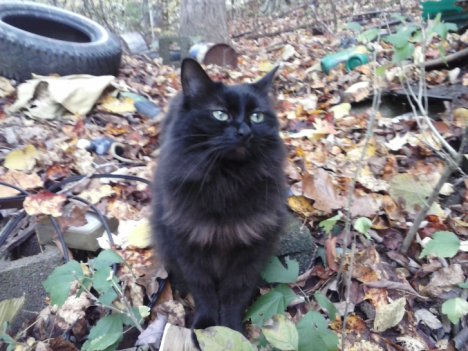 Picture of a cat / kitten / feline