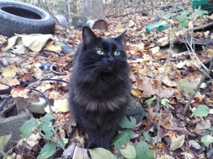 Picture of a cat / kitten / feline