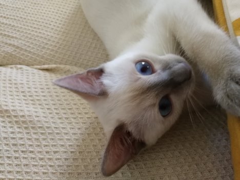 Picture of a cat / kitten / feline