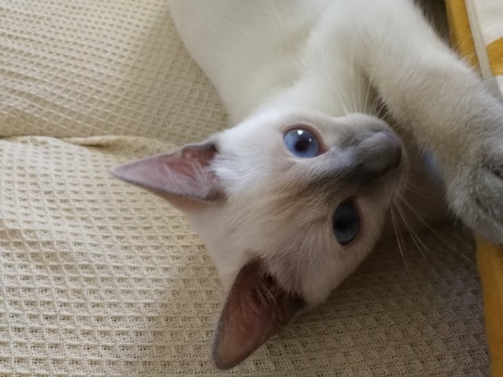 Picture of a cat / kitten / feline