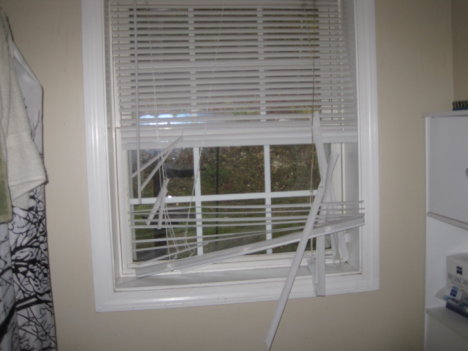 Picture of a cat / kitten / feline