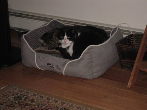 Picture of a cat / kitten / feline