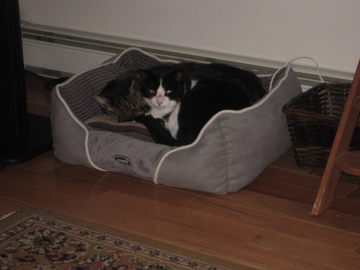 Picture of a cat / kitten / feline