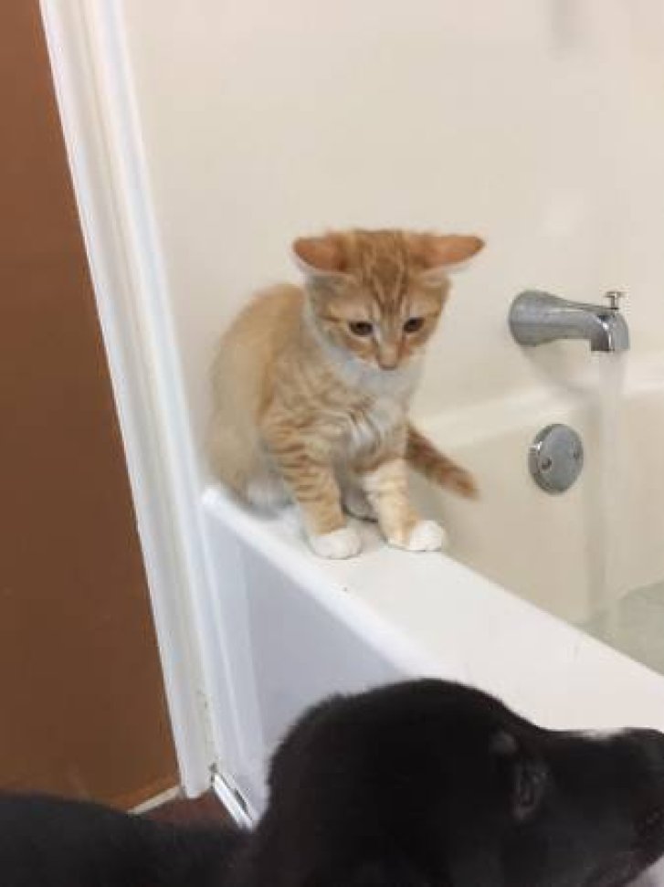 Picture of a cat / kitten / feline