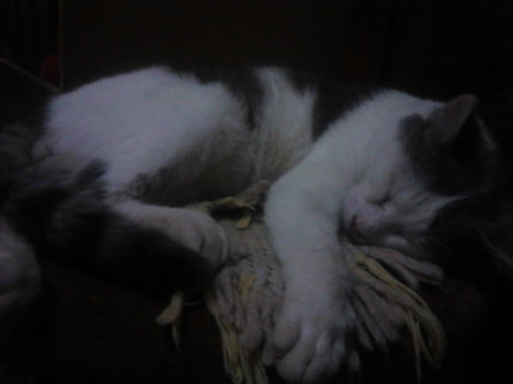 Picture of a cat / kitten / feline