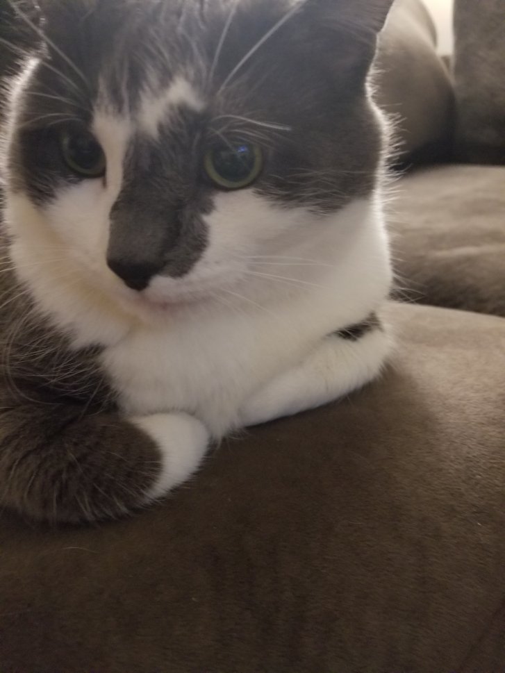 Picture of a cat / kitten / feline