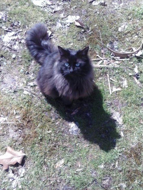 Picture of a cat / kitten / feline