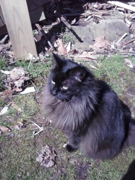 Picture of a cat / kitten / feline