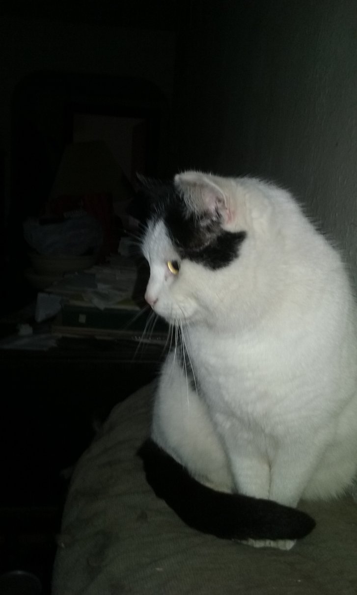 Picture of a cat / kitten / feline