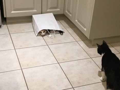 Picture of a cat / kitten / feline