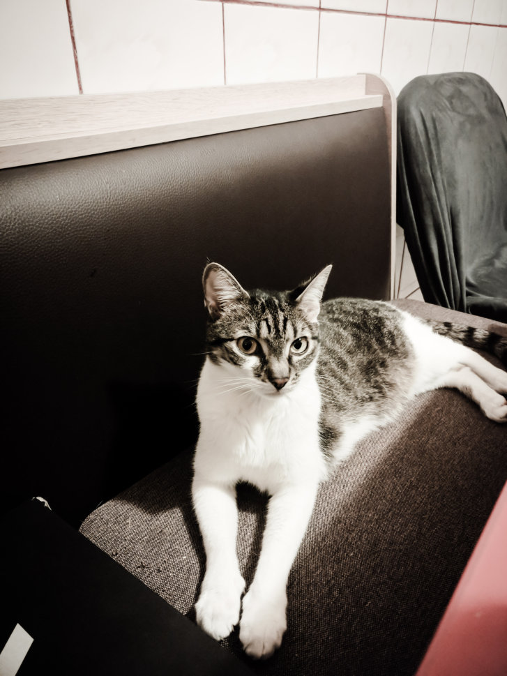 Picture of a cat / kitten / feline