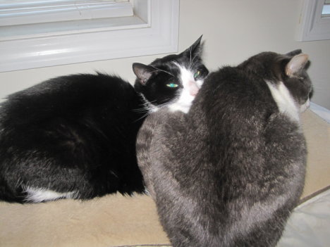 Picture of a cat / kitten / feline