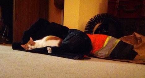 Picture of a cat / kitten / feline