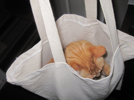 Picture of a cat / kitten / feline