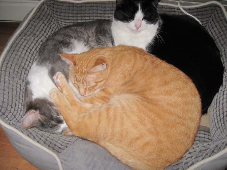 Picture of a cat / kitten / feline