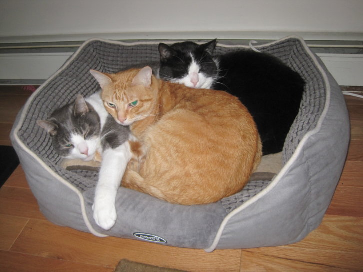 Picture of a cat / kitten / feline