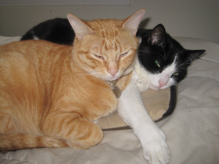 Picture of a cat / kitten / feline