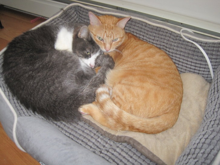 Picture of a cat / kitten / feline