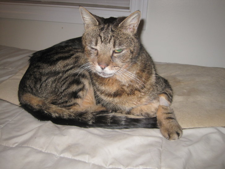 Picture of a cat / kitten / feline