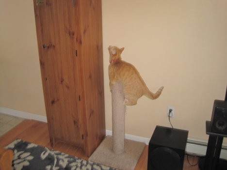 Picture of a cat / kitten / feline