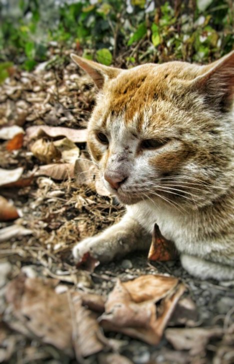 Picture of a cat / kitten / feline