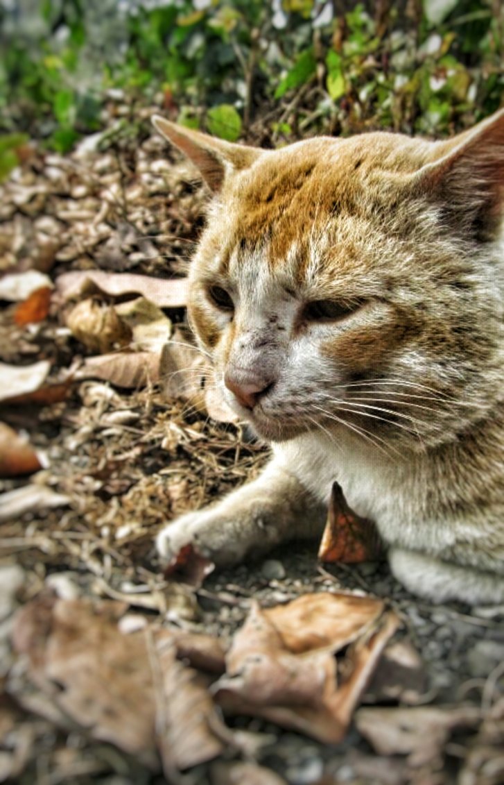 Picture of a cat / kitten / feline