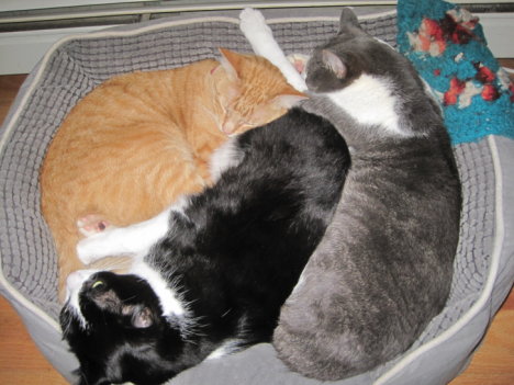 Picture of a cat / kitten / feline