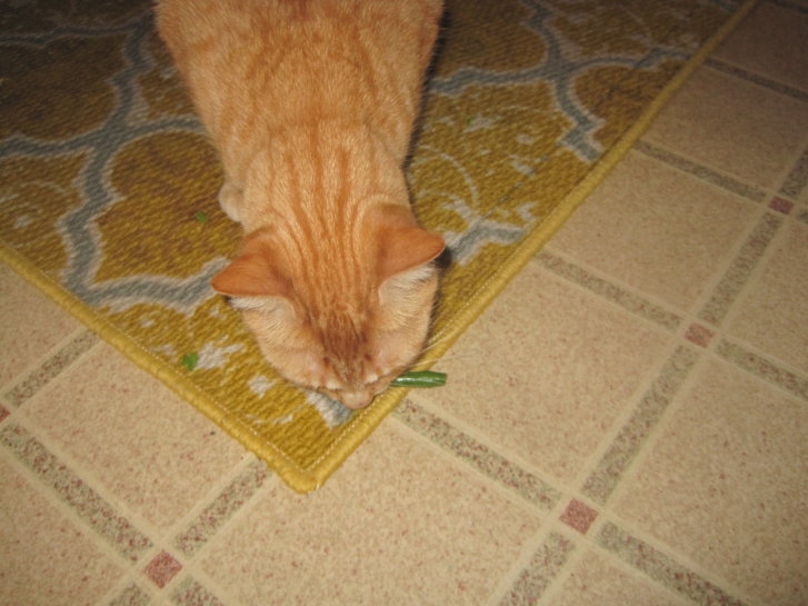 Picture of a cat / kitten / feline