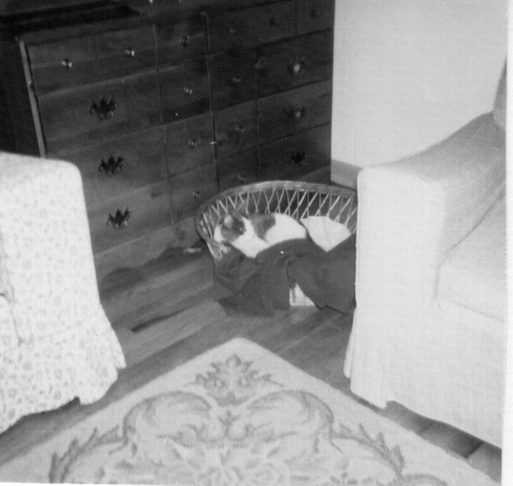 Picture of a cat / kitten / feline