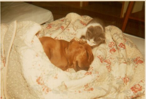 Picture of a cat / kitten / feline