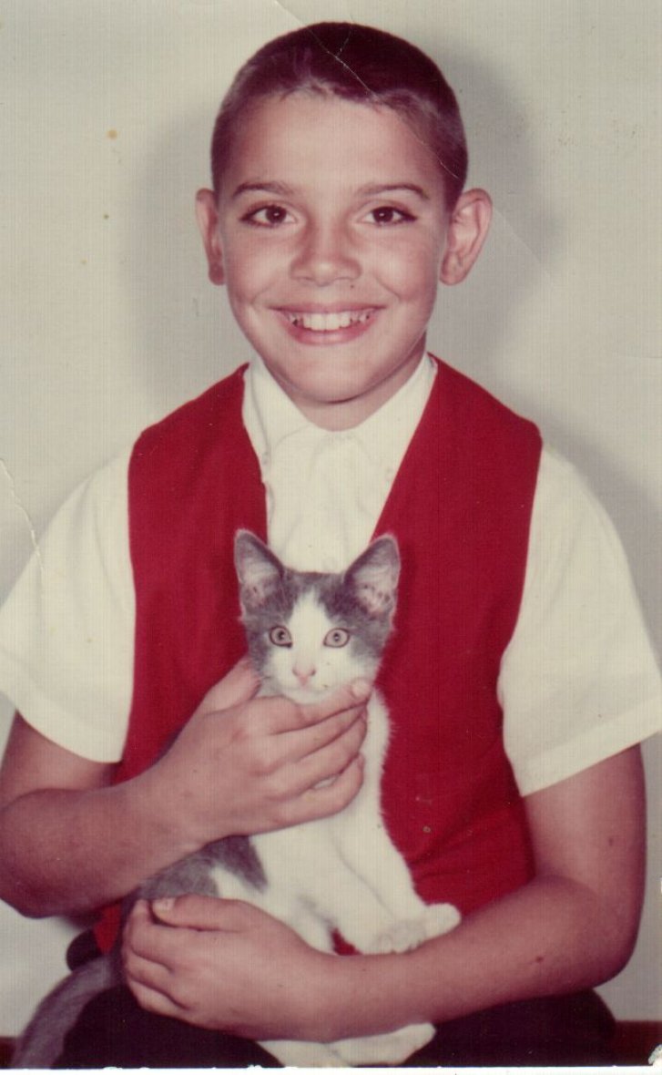 Picture of a cat / kitten / feline