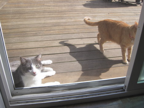 Picture of a cat / kitten / feline