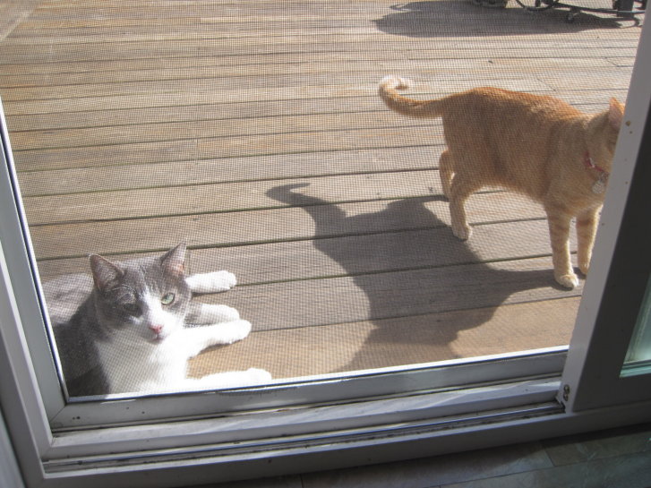 Picture of a cat / kitten / feline