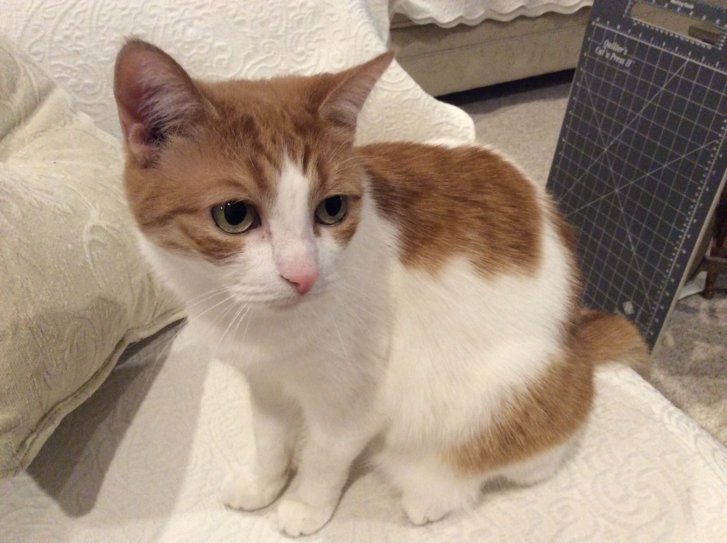 Picture of a cat / kitten / feline