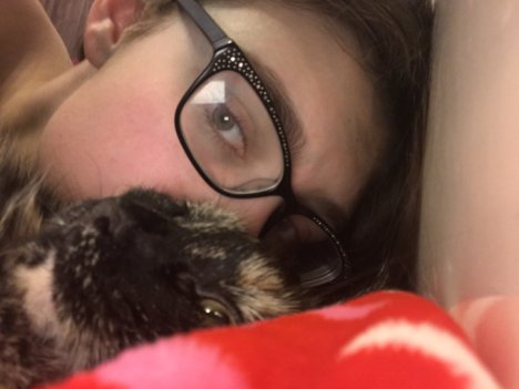 Picture of a cat / kitten / feline