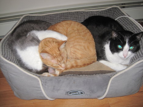 Picture of a cat / kitten / feline