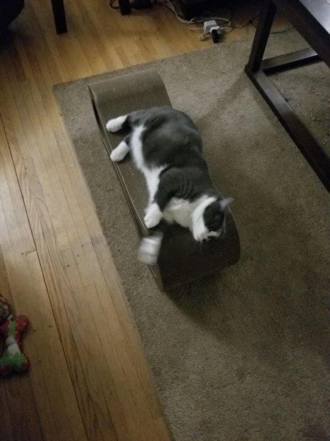 Picture of a cat / kitten / feline