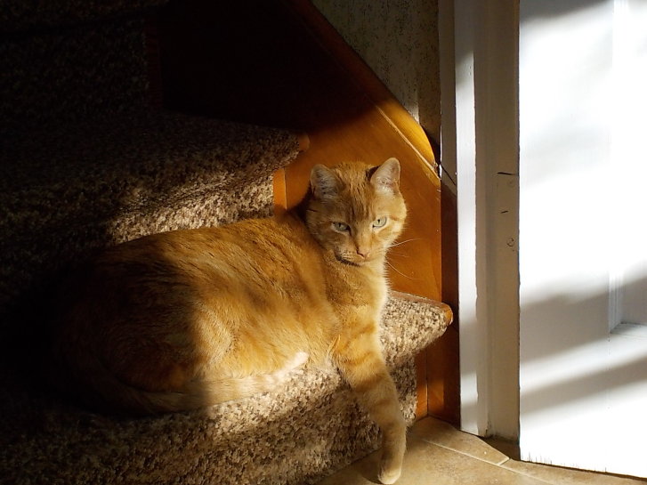 Picture of a cat / kitten / feline