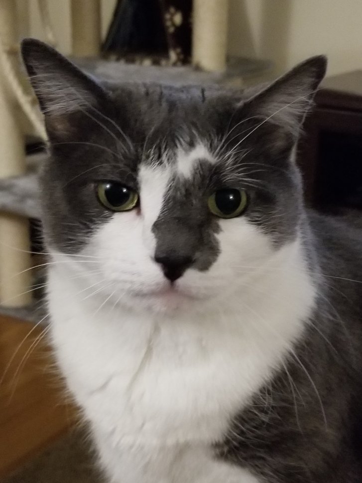 Picture of a cat / kitten / feline