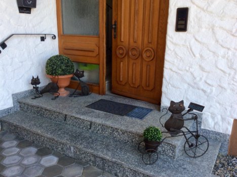 Picture of a cat / kitten / feline