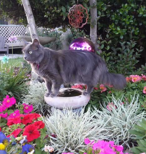 Picture of a cat / kitten / feline