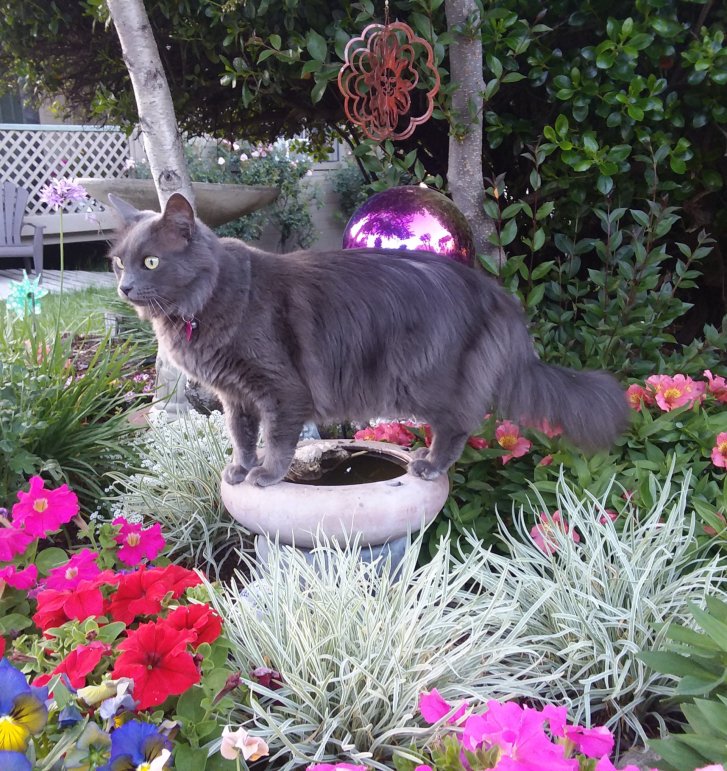 Picture of a cat / kitten / feline