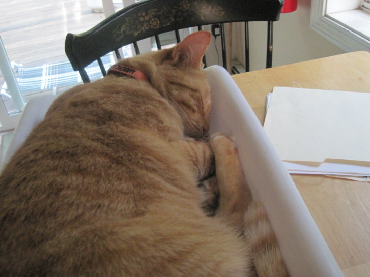 Picture of a cat / kitten / feline