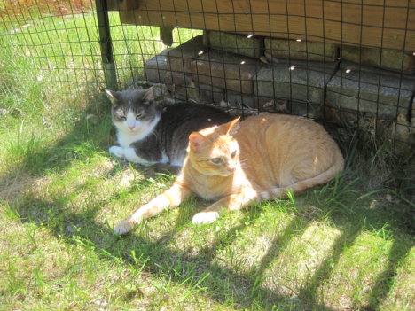 Picture of a cat / kitten / feline